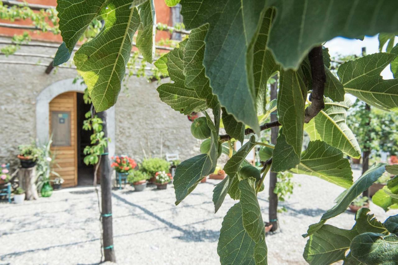 B&B Rifugio Tra Gli Ulivi กัมปาญา ภายนอก รูปภาพ